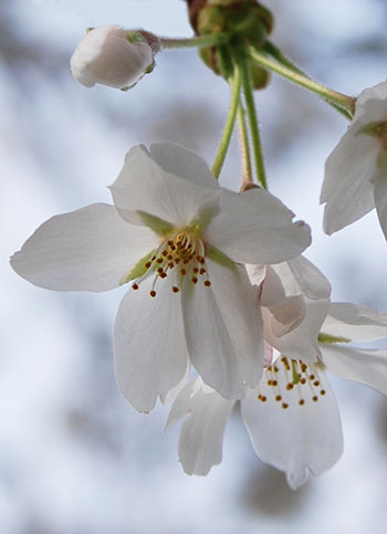 桜