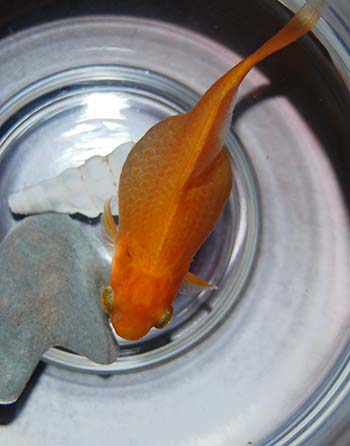 金魚