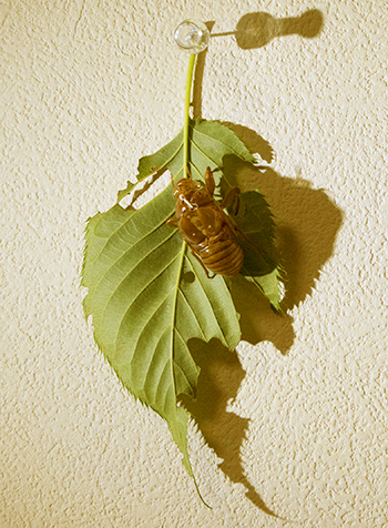昆虫標本