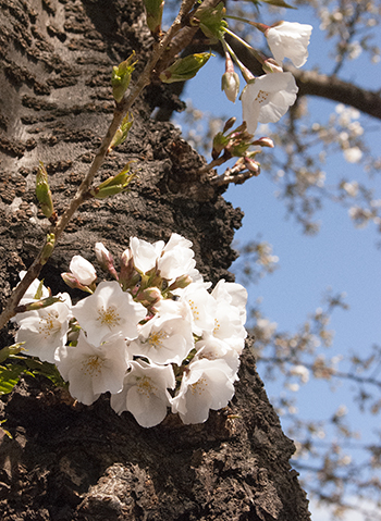 胴吹き桜