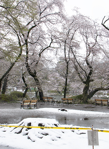 桜と雪