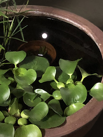 水月