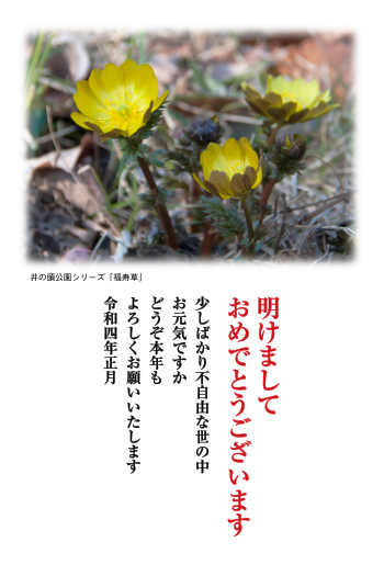 福寿草