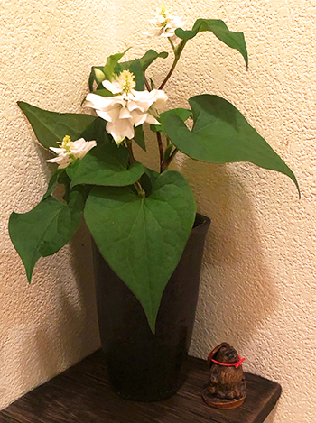 トイレの神様